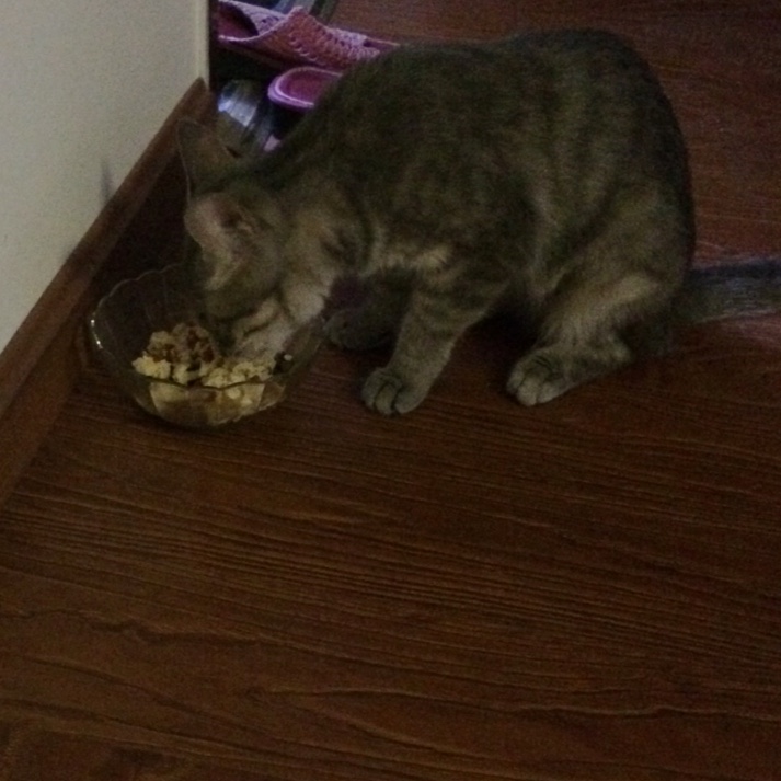 猫饭！猫吃的饭！