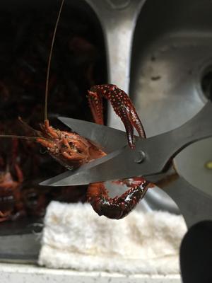 香辣小龙虾🍤最全小龙虾清洗步骤的做法 步骤14