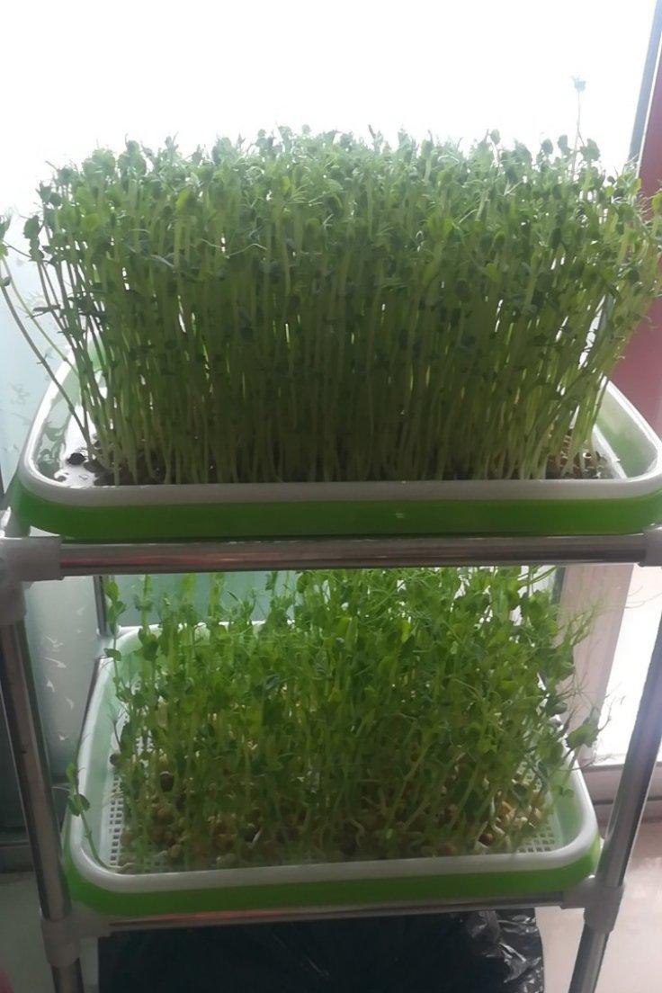 家庭水培豌豆苗