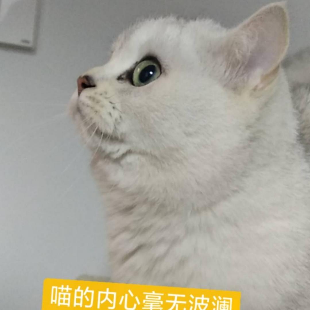 我想吃铁板咖喱牛肉
