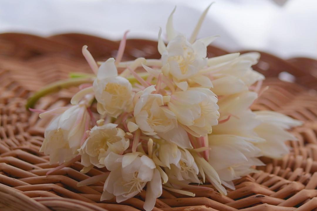 昙花养颜汤