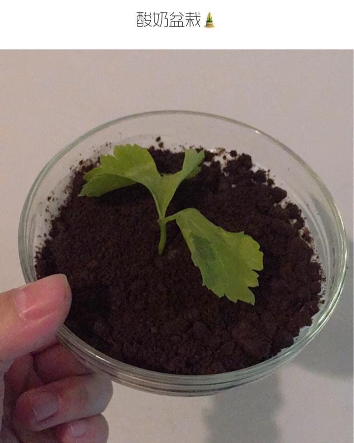 水果酸奶盆栽－萌娃演示版