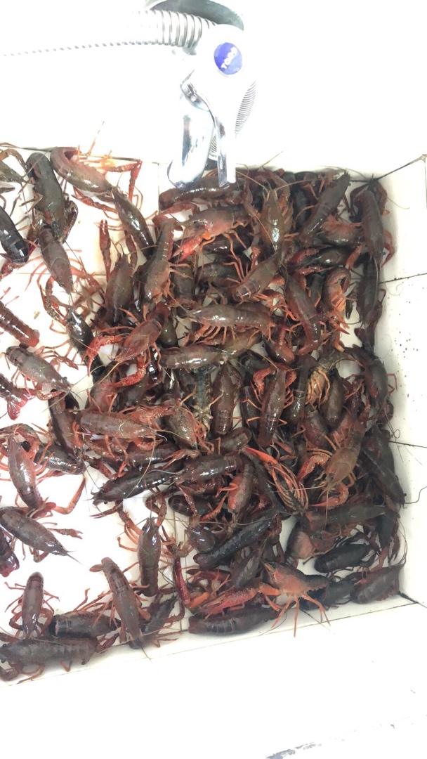 干净简单超香版十三香小龙虾（教你这么挑小龙虾，怎么彻底清洗）