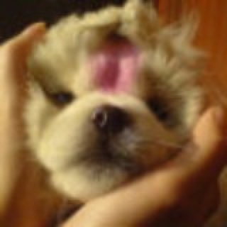 杠杠的宝贝多多