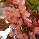 枚哟吧手机用户