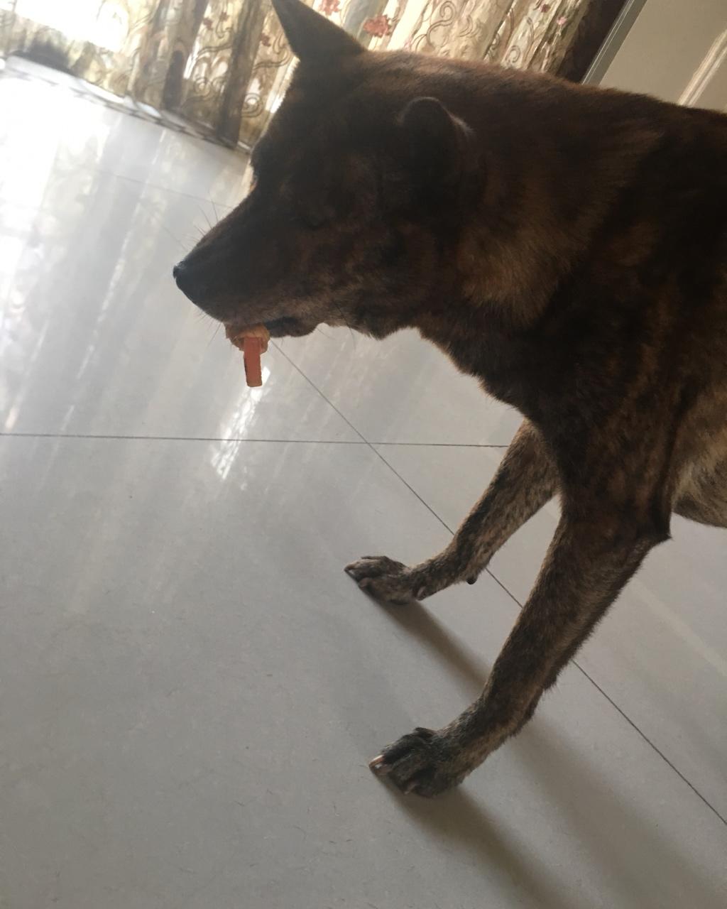 狗狗奖励零食——鸡肉干胡萝卜条