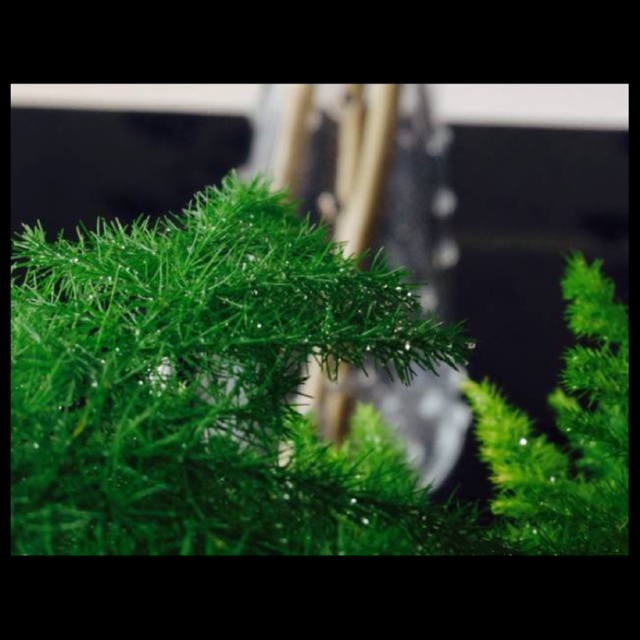 家里的花花草草