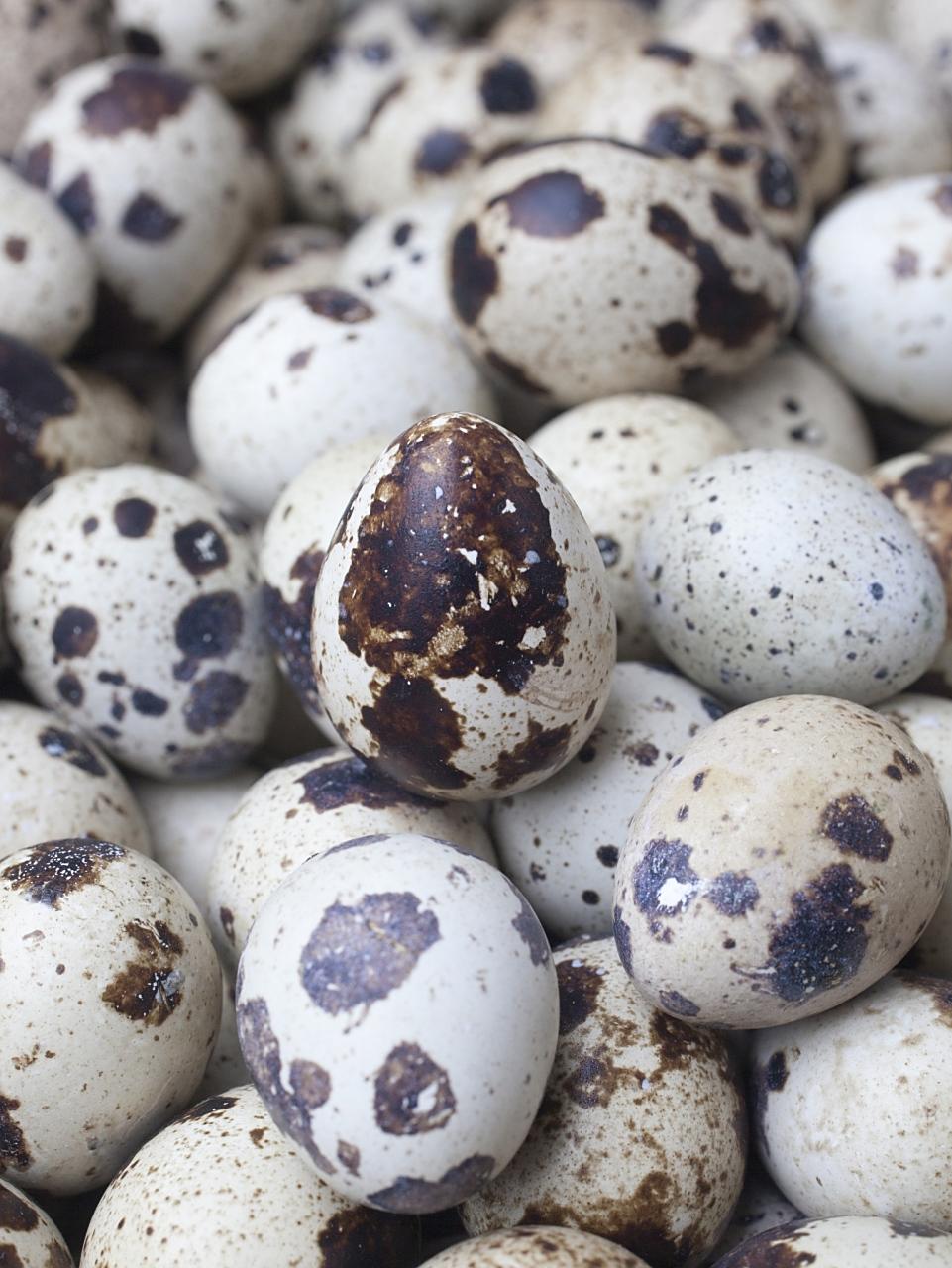 腌鹌鹑蛋