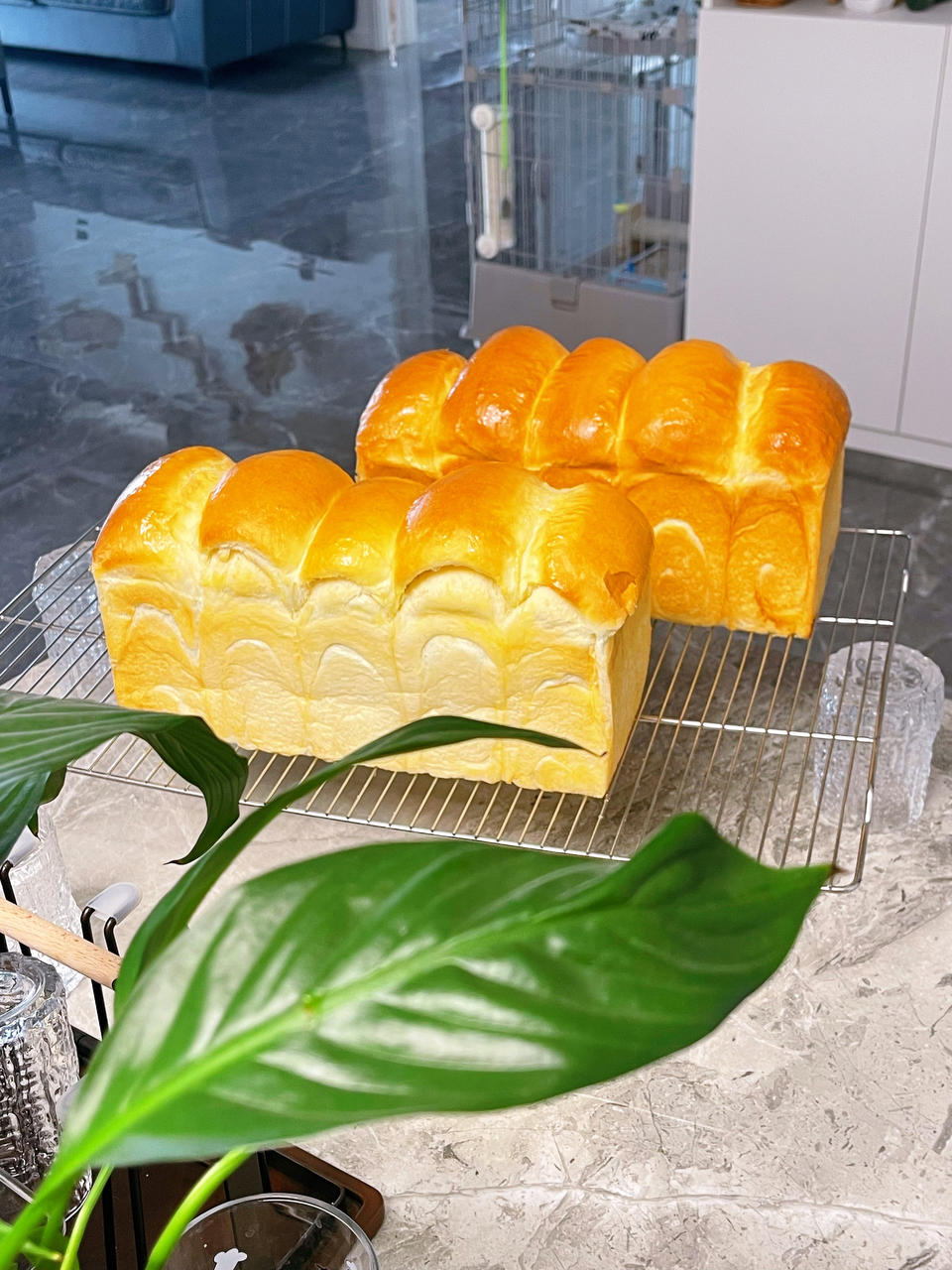 波兰种牛奶吐司