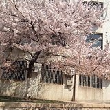 佐岸小厨