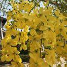 喜爱美食的桐桐妈咪