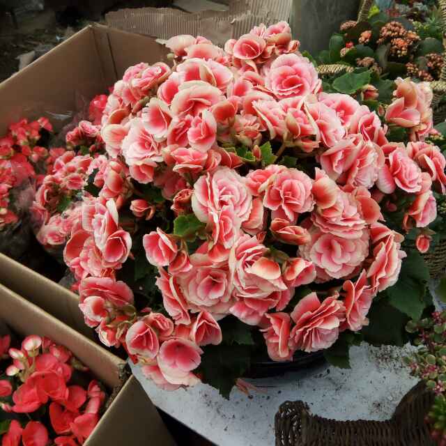 手机用户5000_1h2c