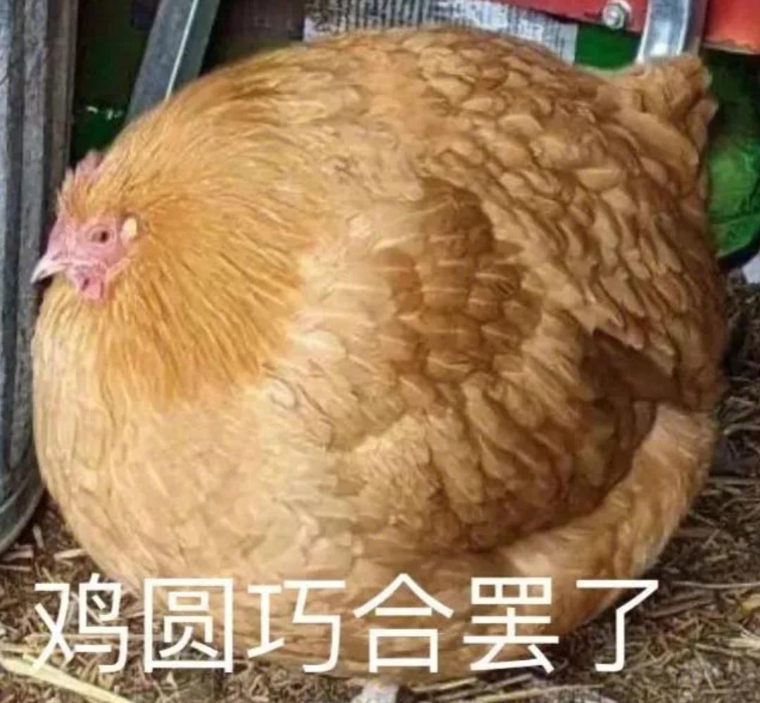 冬至鸡鸡头