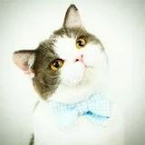 樱桃会记得一切