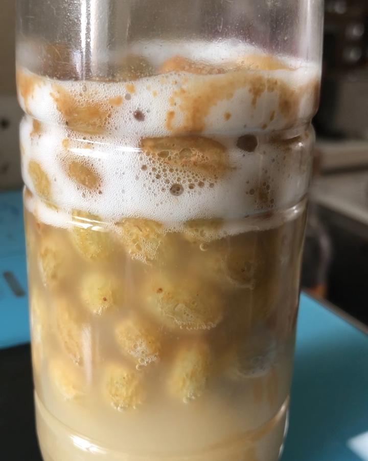 葡萄种天然酵母&鲁邦种培养记录