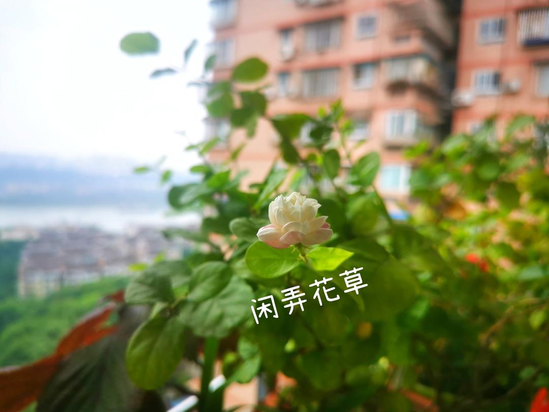西红柿鸡蛋打卤面
