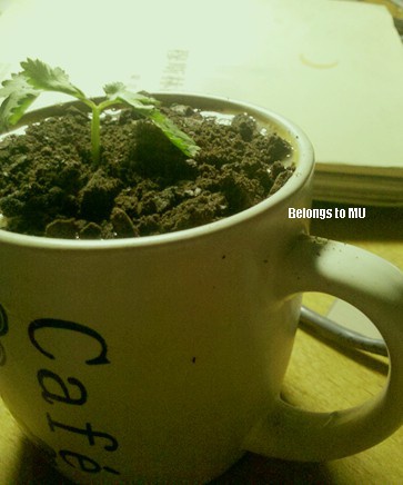 盆栽奶茶