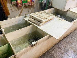 重庆酸菜鱼（一定要用猪油炒料哟）的做法 步骤1