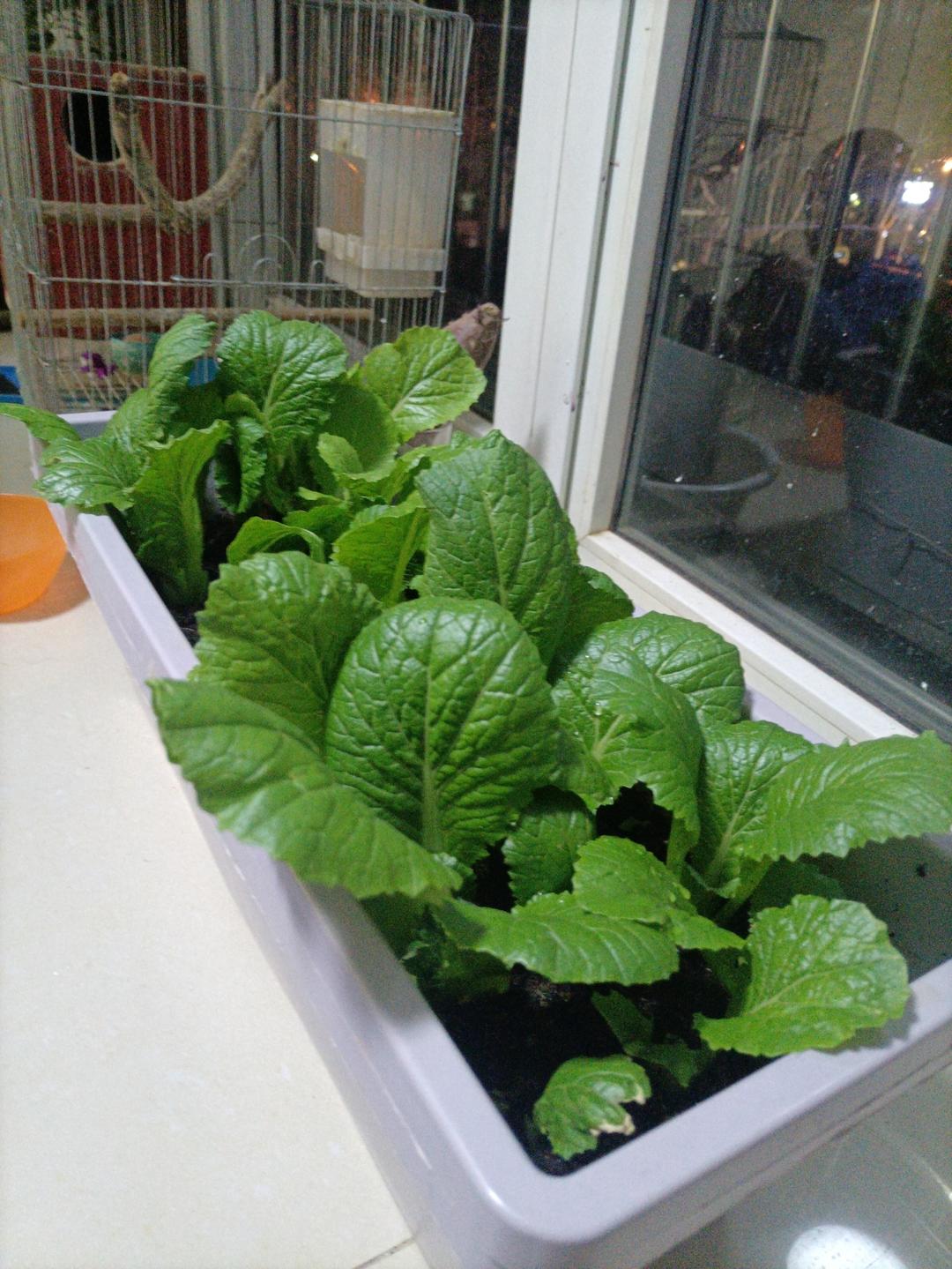 小白菜苗清汤面