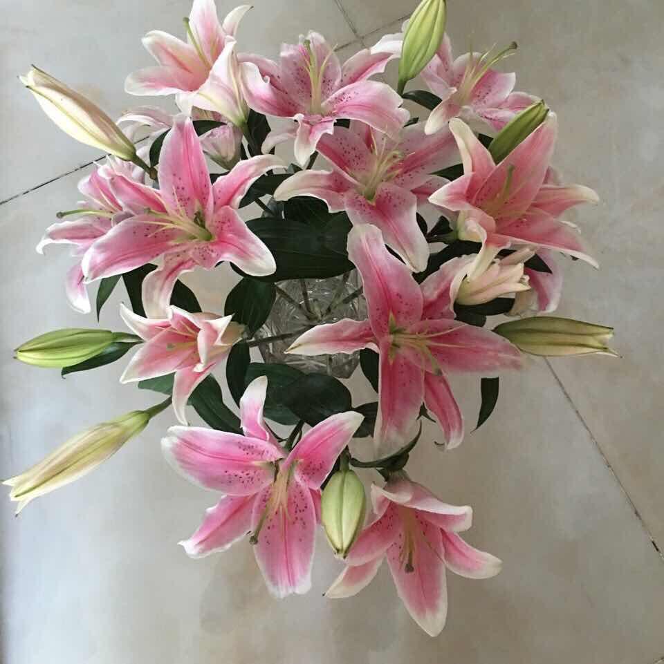 小小肥猪_甜不辣