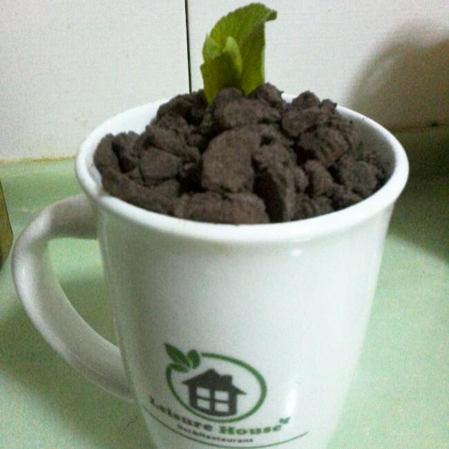 盆栽奶茶
