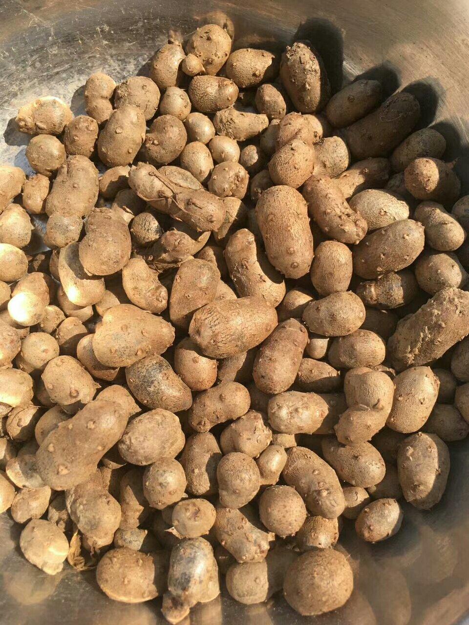 金豆豆·油炸山药蛋