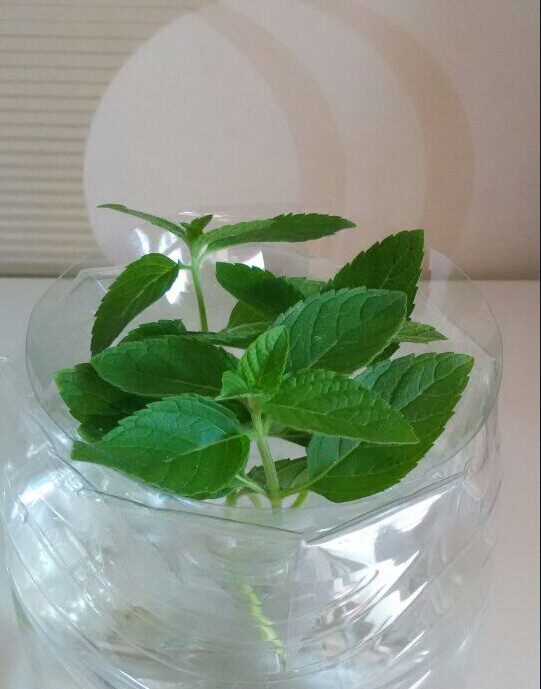 厨房、餐桌、阳台上的鲜花