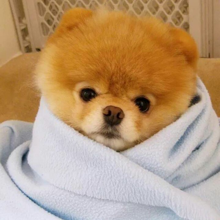 番茄上的蛋炒肉