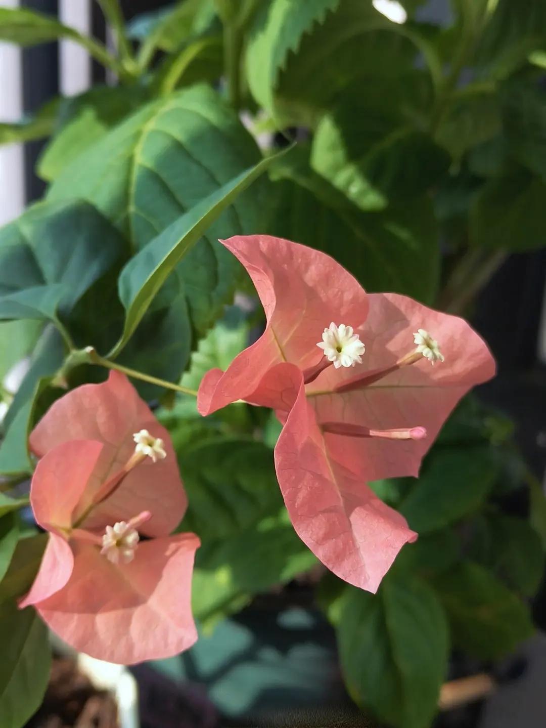 花样早餐