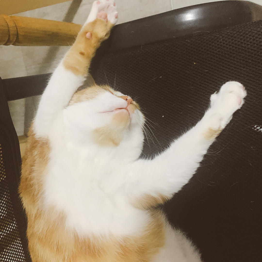 鸡腿菇凉_