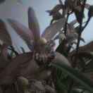 舒克和贝塔的奶奶