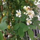 手机用户大眼睛