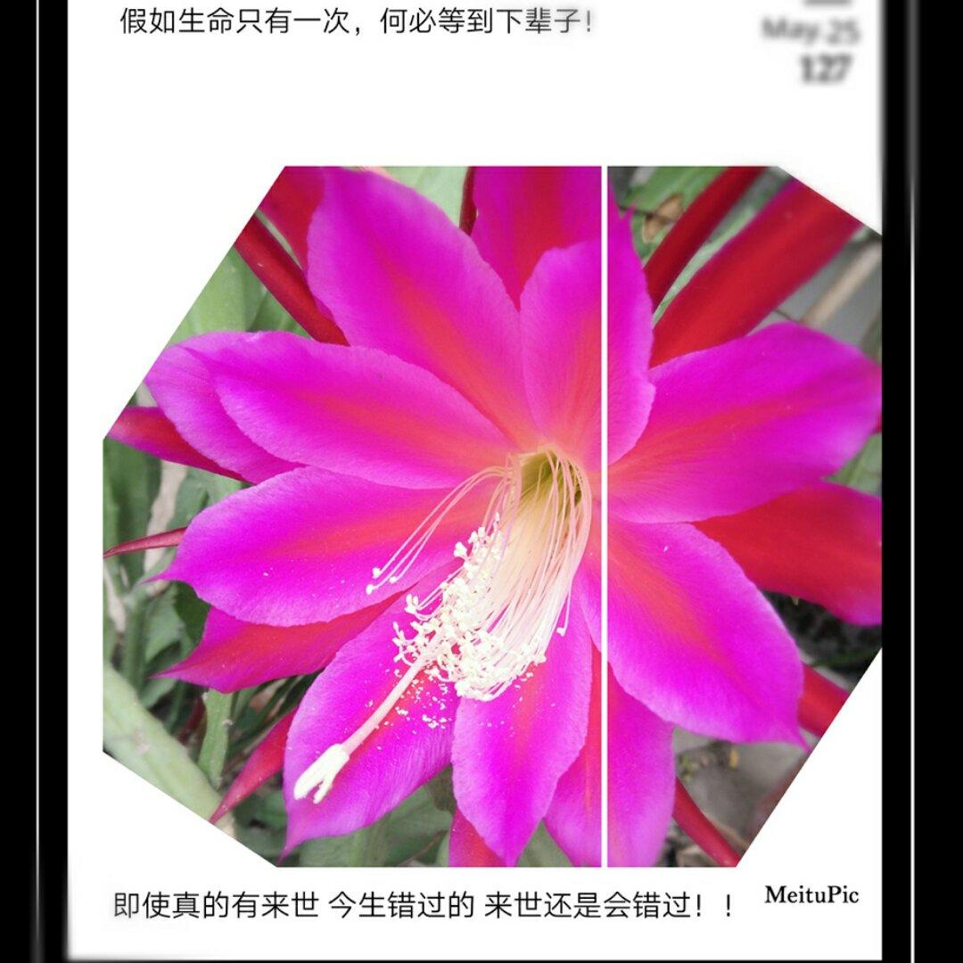 芷含依依_lch