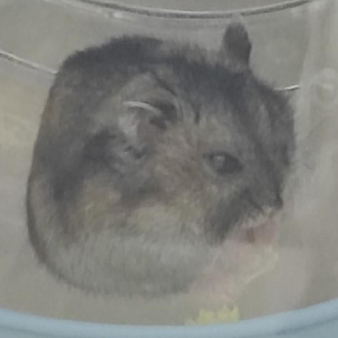 蛋泥水艺厨