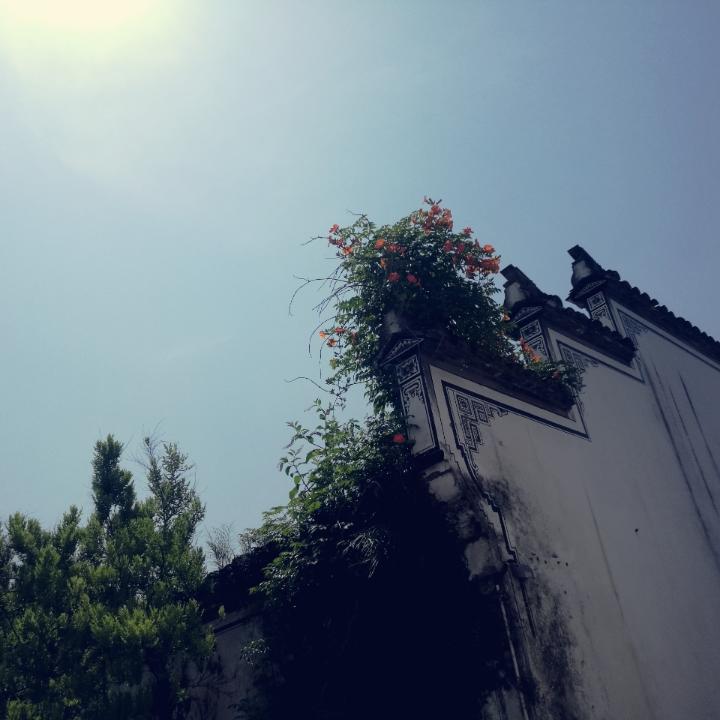 苹果爱吃橙