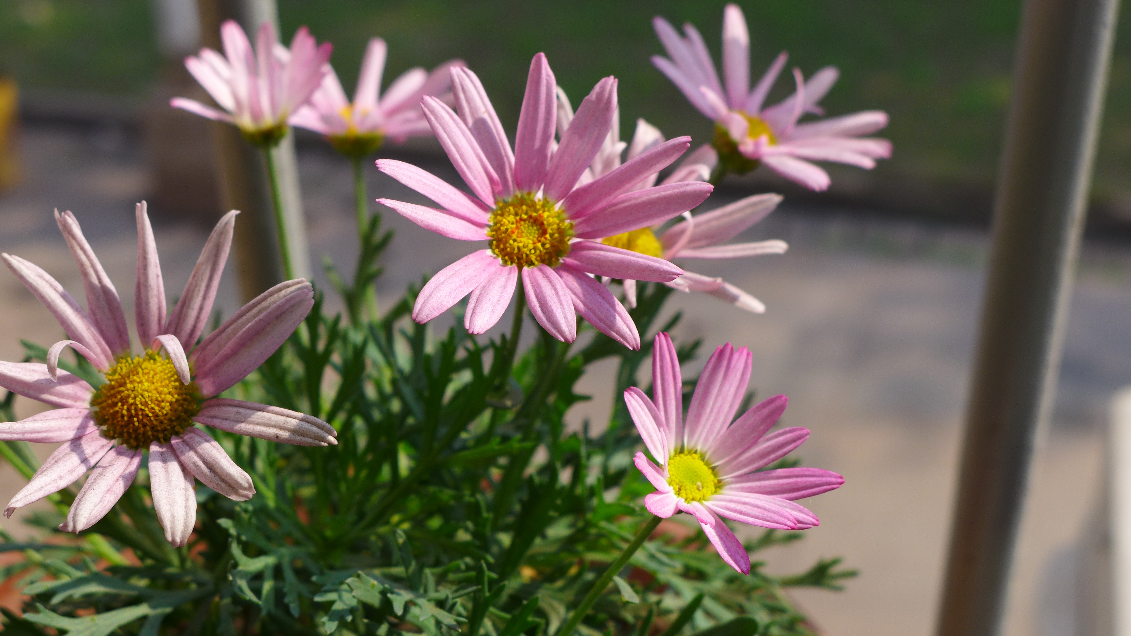 爱面团的乐乐妈