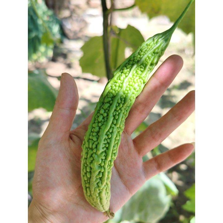 瓜果蔬菜养成记