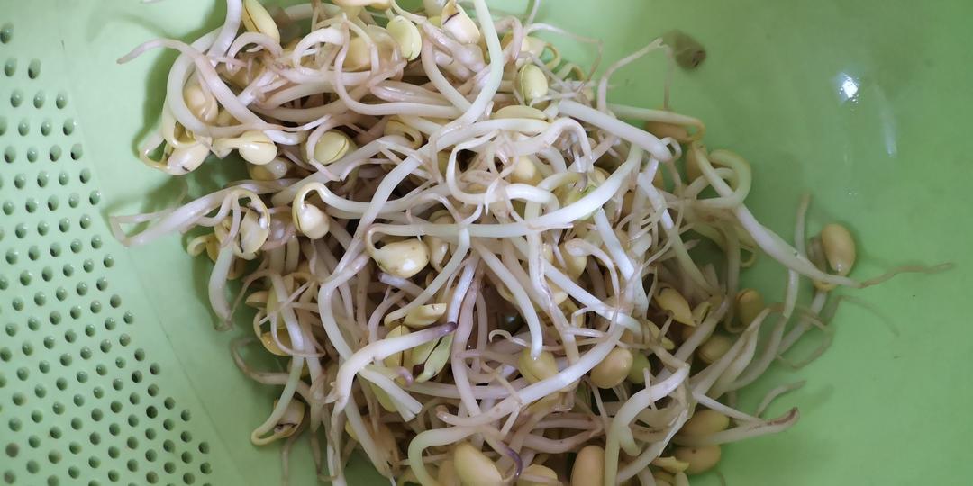 自己发豆芽【果汁盒/大牛奶盒】