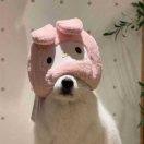 打柴圈宝