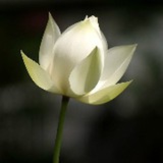 想遇见莲花的蟹黄豆瓣