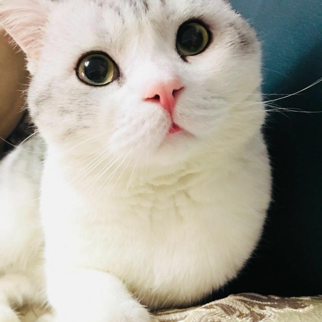 小熊猫咪2458