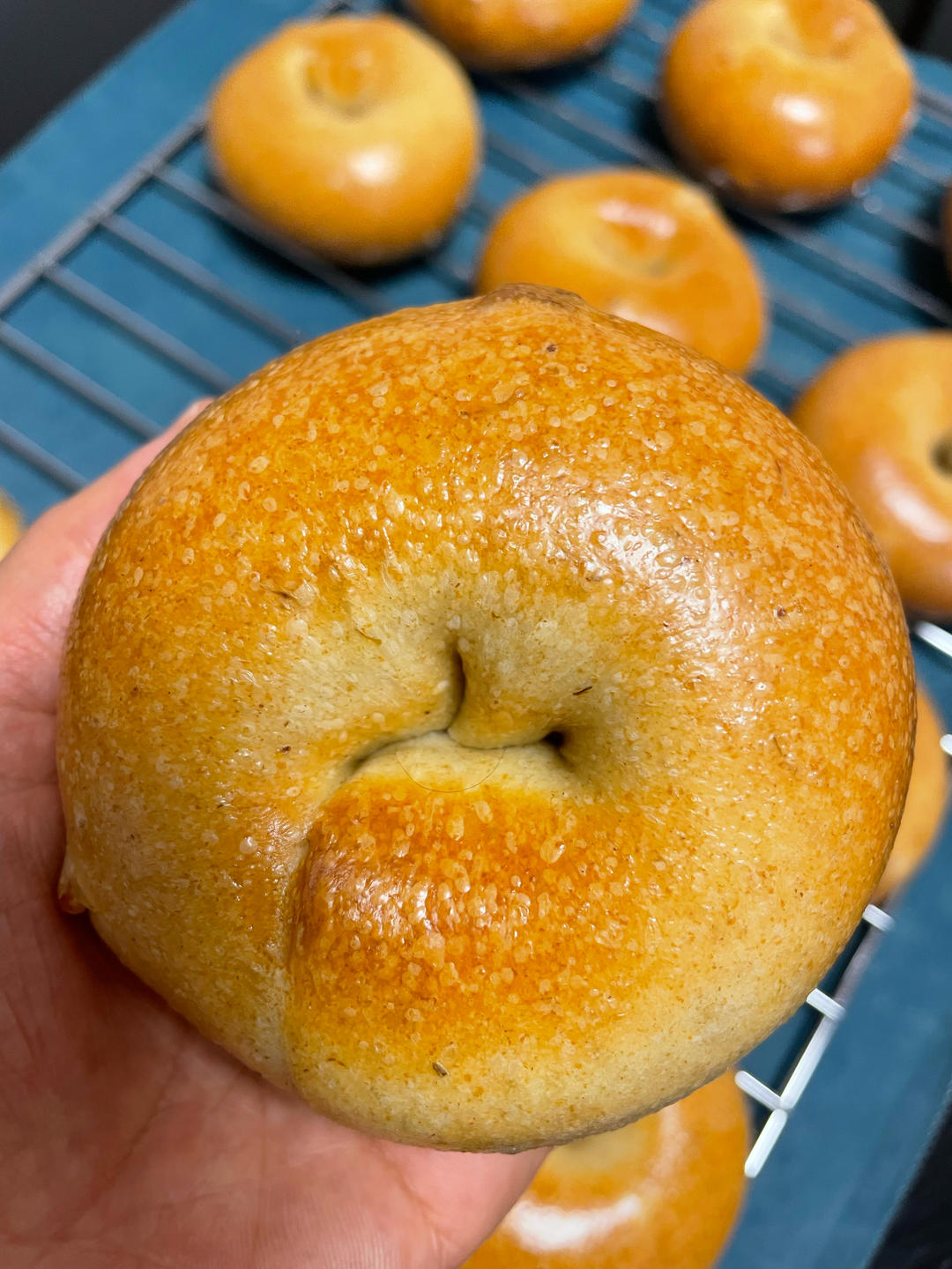 桂花气囊果干贝果