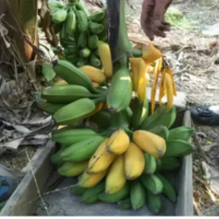 茶与水果每天必不可少
