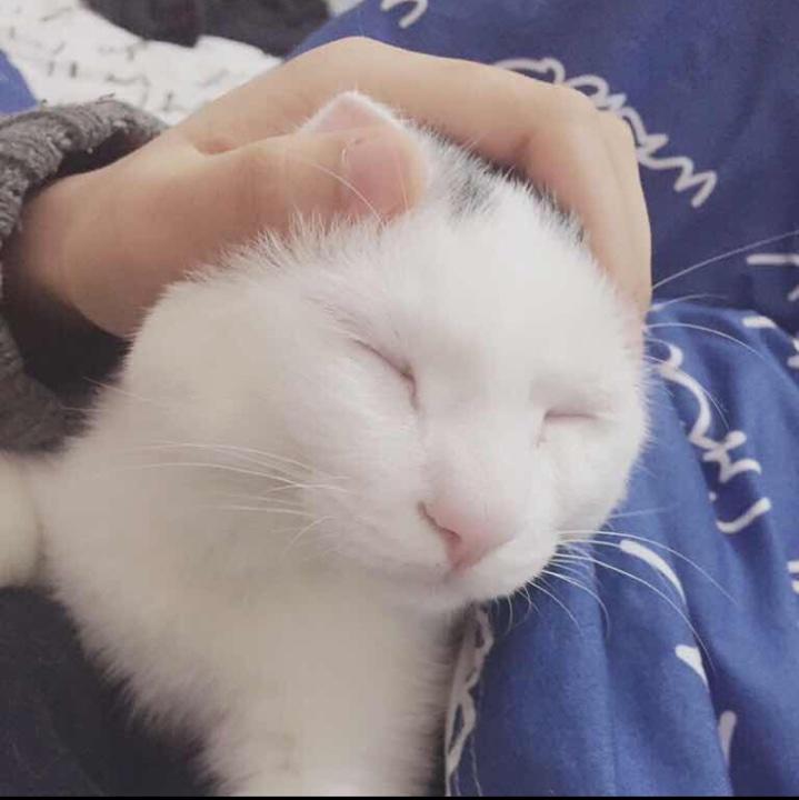 甜爷是只猫