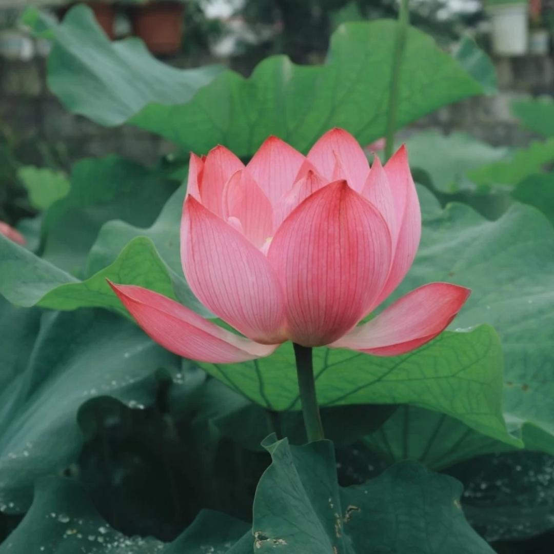 锦鲤乐熠