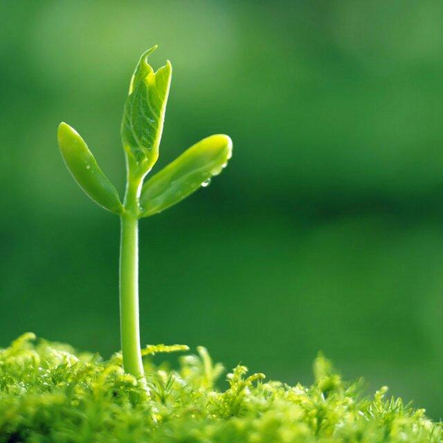 艾草悠悠AI