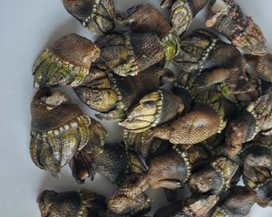 白灼观音手 鹅颈藤壶 的做法步骤图 海鲜搬运工微信号hxbyg2 下厨房 白灼观音手 鹅颈藤壶 的做法步骤图 海鲜搬运工微信号hxbyg2 下厨房