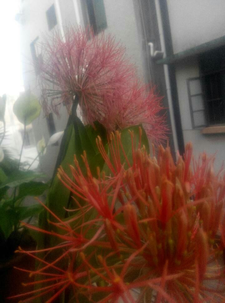 瘦肉炒土豆