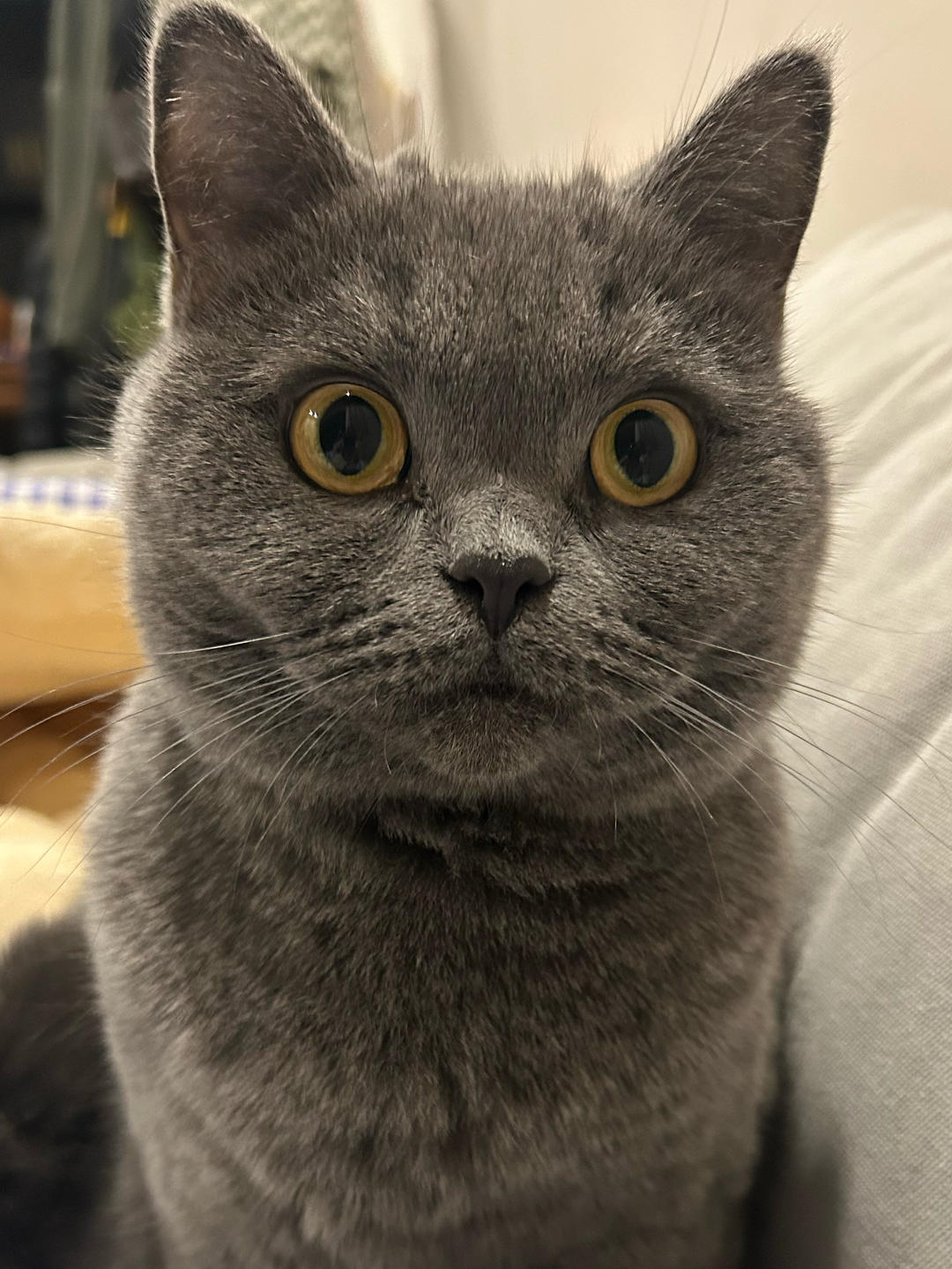 一只温柔的橘子