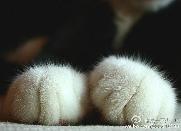 yue_yyl